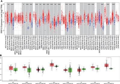 Validating RRP12 Expression and Its Prognostic Significance in HCC Based on Data Mining and Bioinformatics Methods